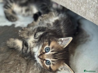 Munchkin cats - Advert 2