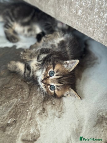 Munchkin cats - Advert 2