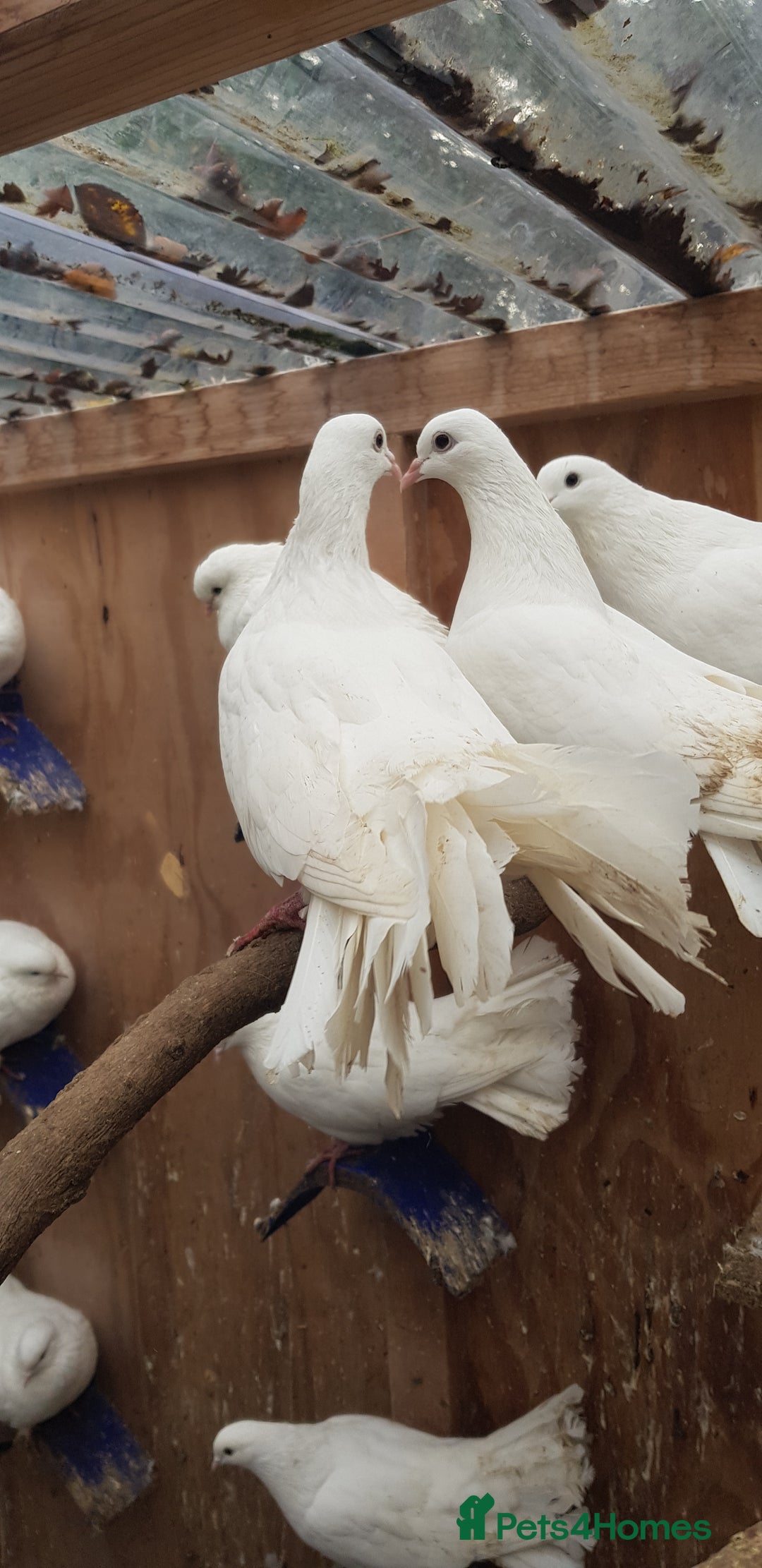 Pigeons birds for sale: Fantails and Iranian pigeons  - Advert 8