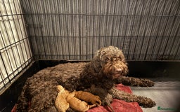 Cockapoo dogs for sale: F1B Cockapoos - Image 10