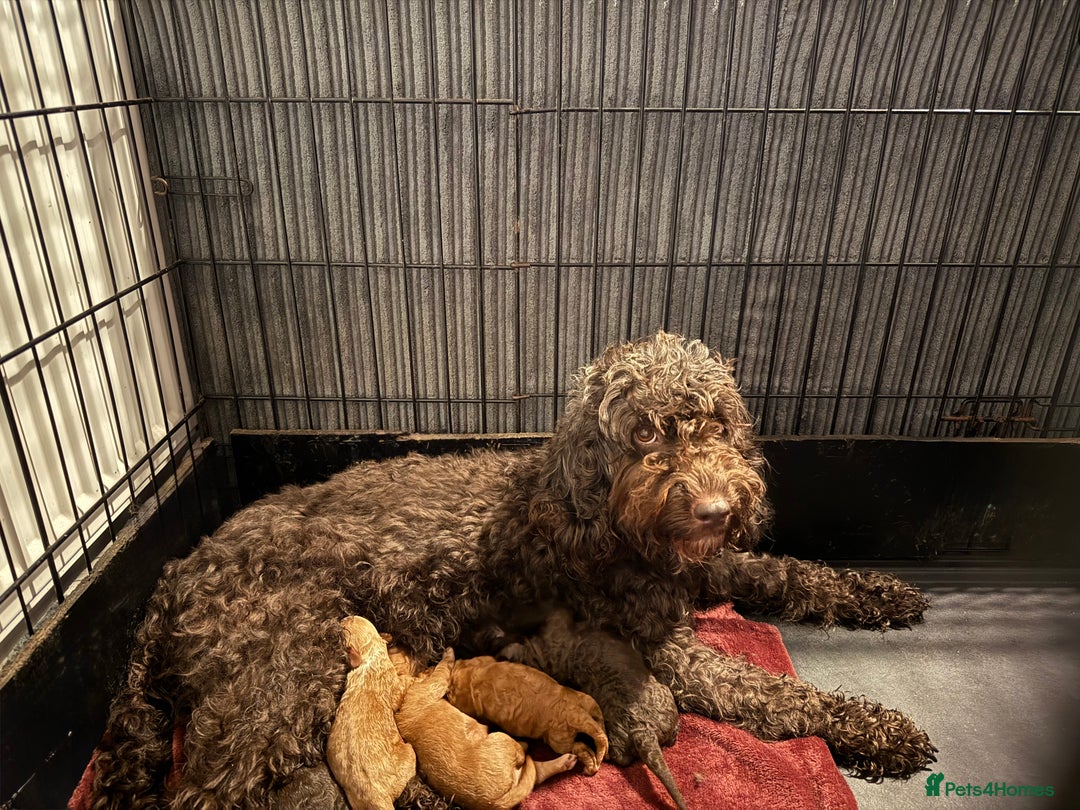 Cockapoo dogs for sale: F1B Cockapoos - Image 10