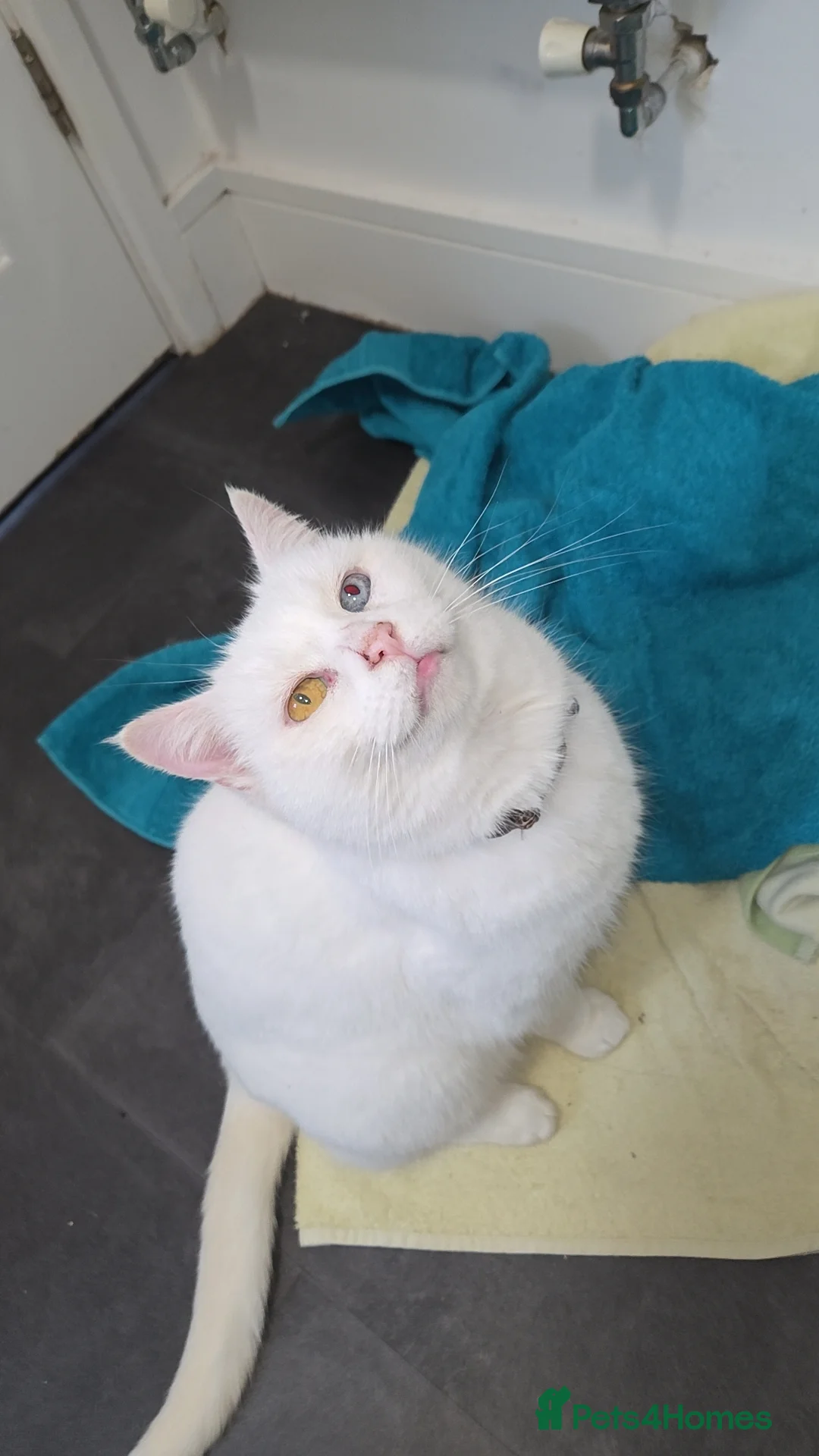 Mixed Breed cats for sale: 9 year old white female - Advert 1