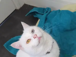 Mixed Breed cats 9 year old white female - Advert 1