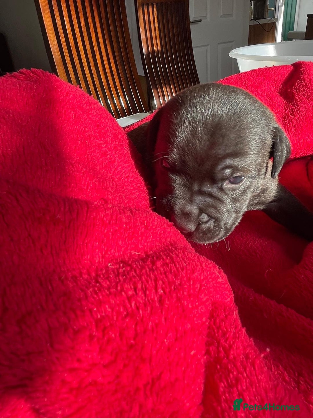 Staffordshire Bull Terrier dogs for sale: Mariusz  - Image 3