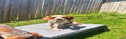 Mixed Breed dogs for sale: 6 month old pup  - Advert 8