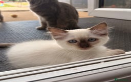 Ragdoll cats for sale: RARE full RAGDOLL BABYS  - Image 28