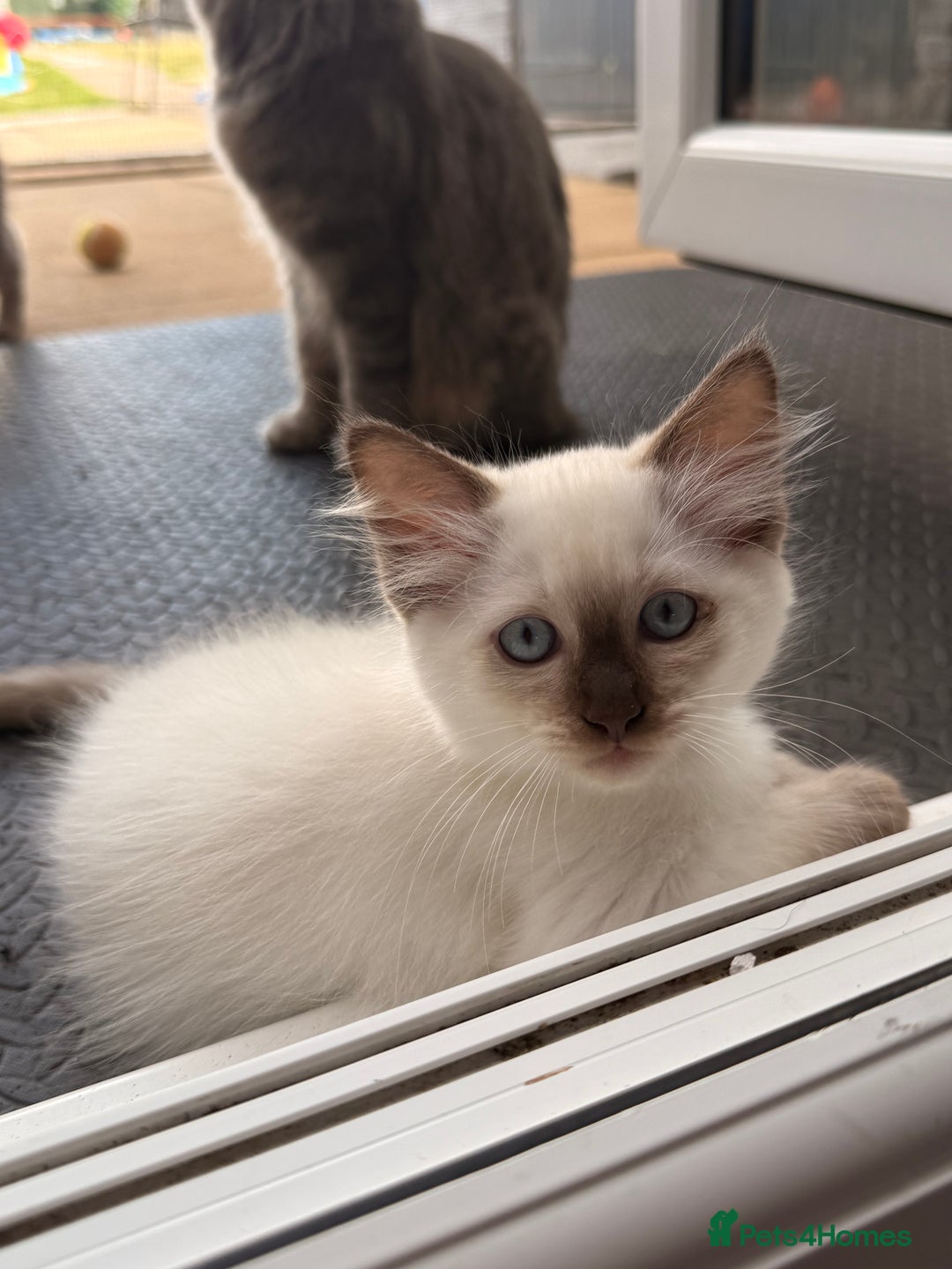 Ragdoll cats for sale: RARE full RAGDOLL BABYS  - Image 28