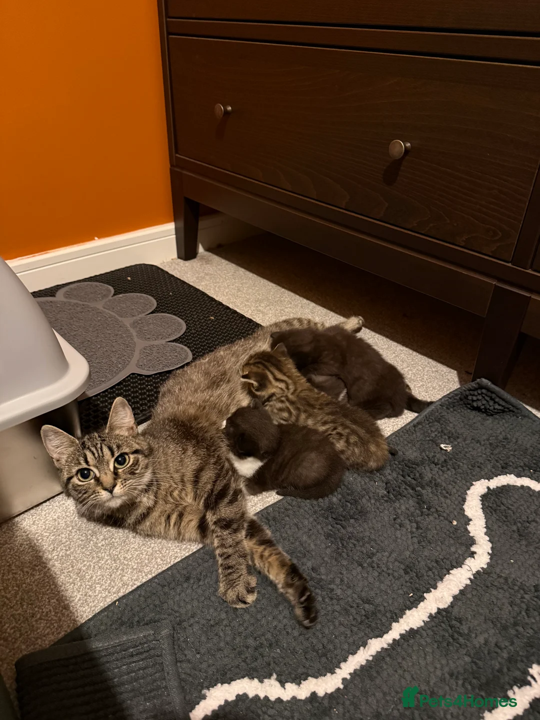 Domestic Shorthair cats for sale: Kittens ready for new homes in Burton-on-Trent - Advert 1