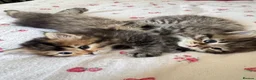 Scottish Fold cats for sale: 5 beautiful Scottish Fold / British Longhair in Westcliff-on-Sea - Advert 10