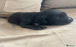 Cocker Spaniel dogs for sale: Cocker spaniel puppies  - Image 24