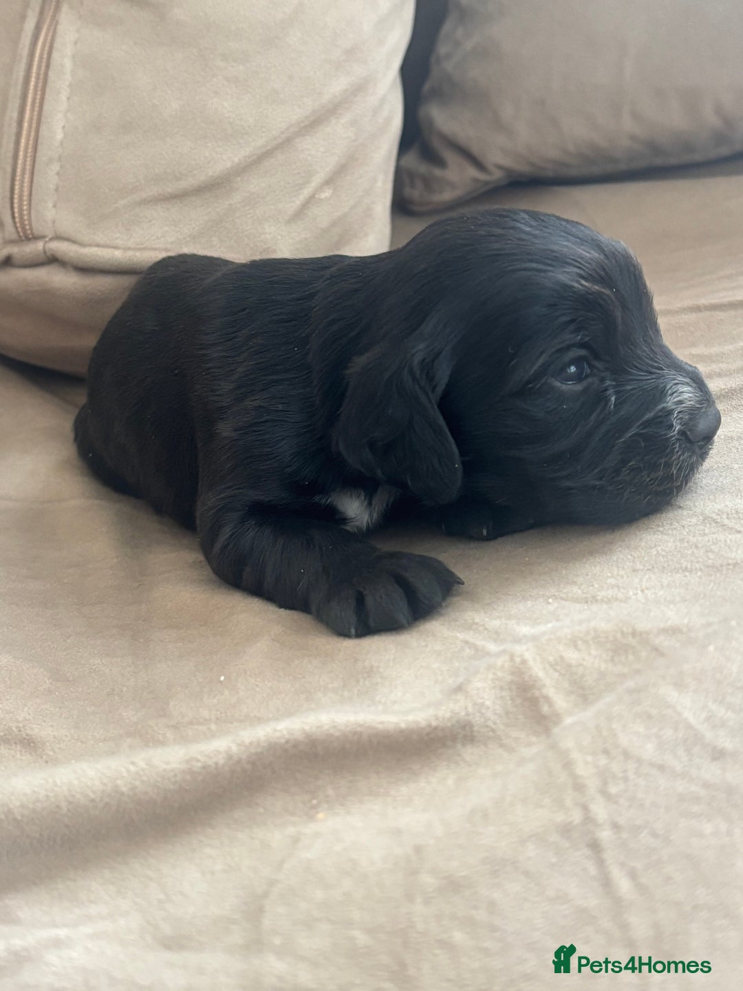 Cocker Spaniel dogs for sale: Cocker spaniel puppies  - Image 24