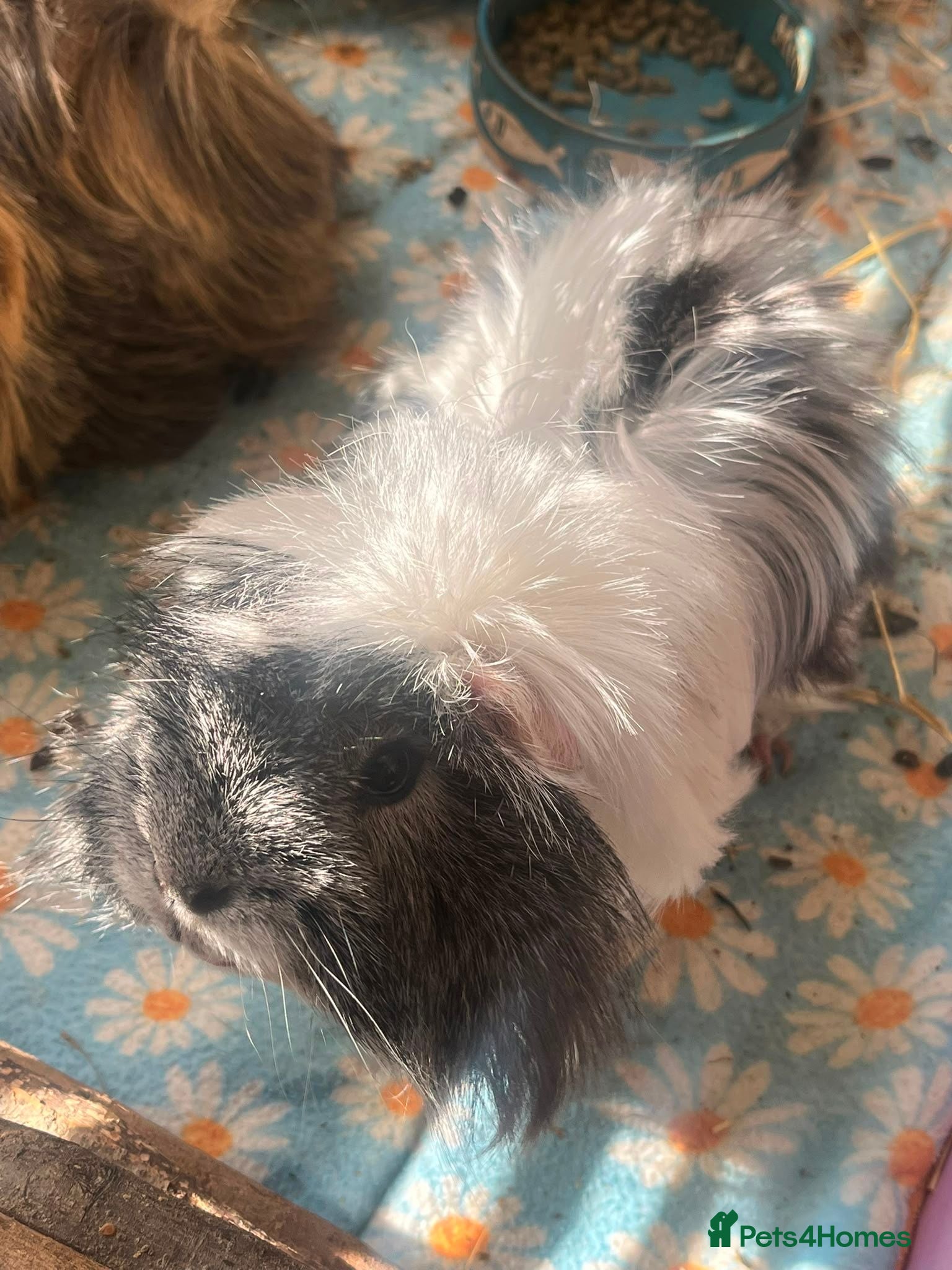 Guinea Pig rodents Beautiful Male guinea pig, very sweet but shy. - Advert 4