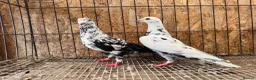 Pigeons birds for sale: TIGER GRIZZLED RACING PIGEONS - Advert 8