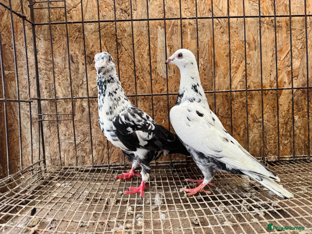 Pigeons birds for sale: TIGER GRIZZLED RACING PIGEONS - Advert 8