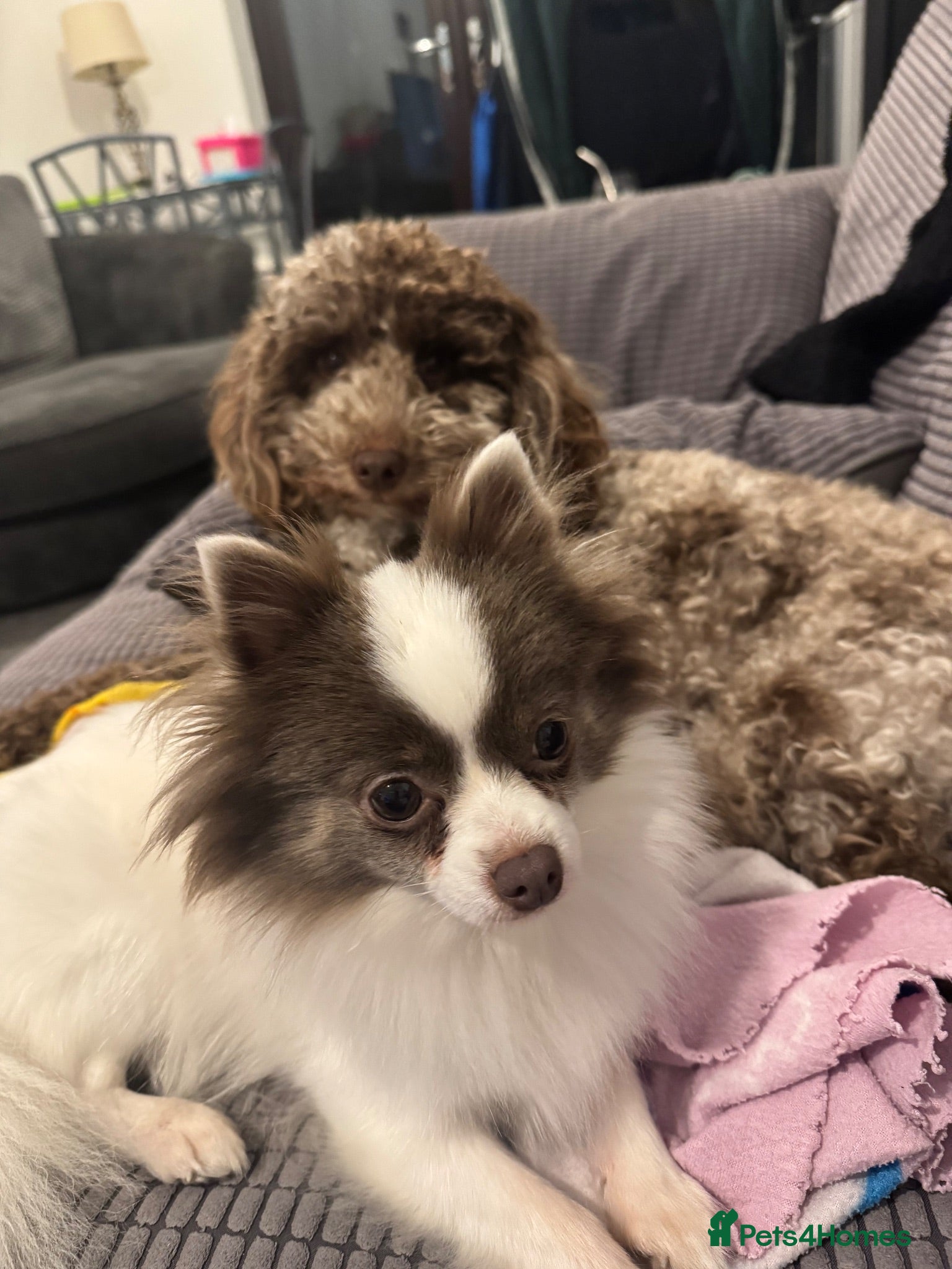 Pomapoo dogs 2 girls for sale. - Advert 4