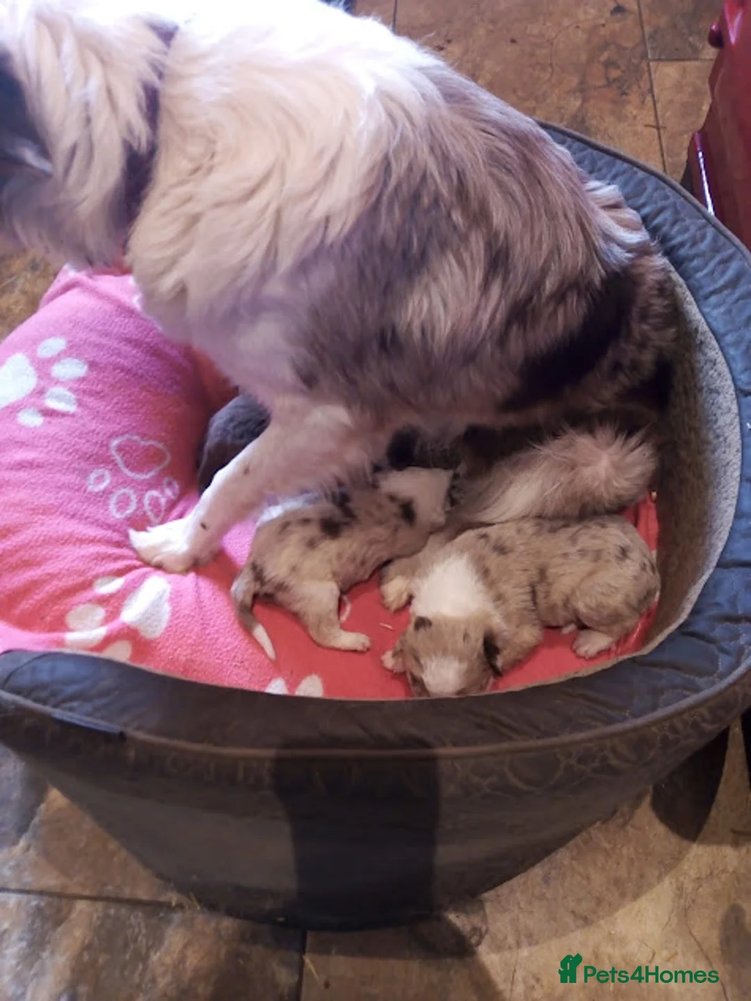 Border Collie dogs for sale: Stunning Red Merle and Red and White Puppies - Advert 10