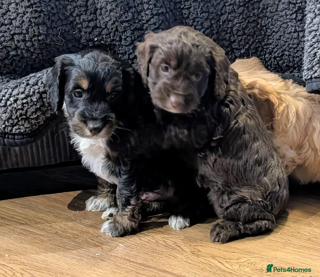 Cockapoo dogs for sale: Licensed breeder, health tested F1 cockapoo pups - Advert 19