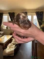 Dachshund Puppy 2