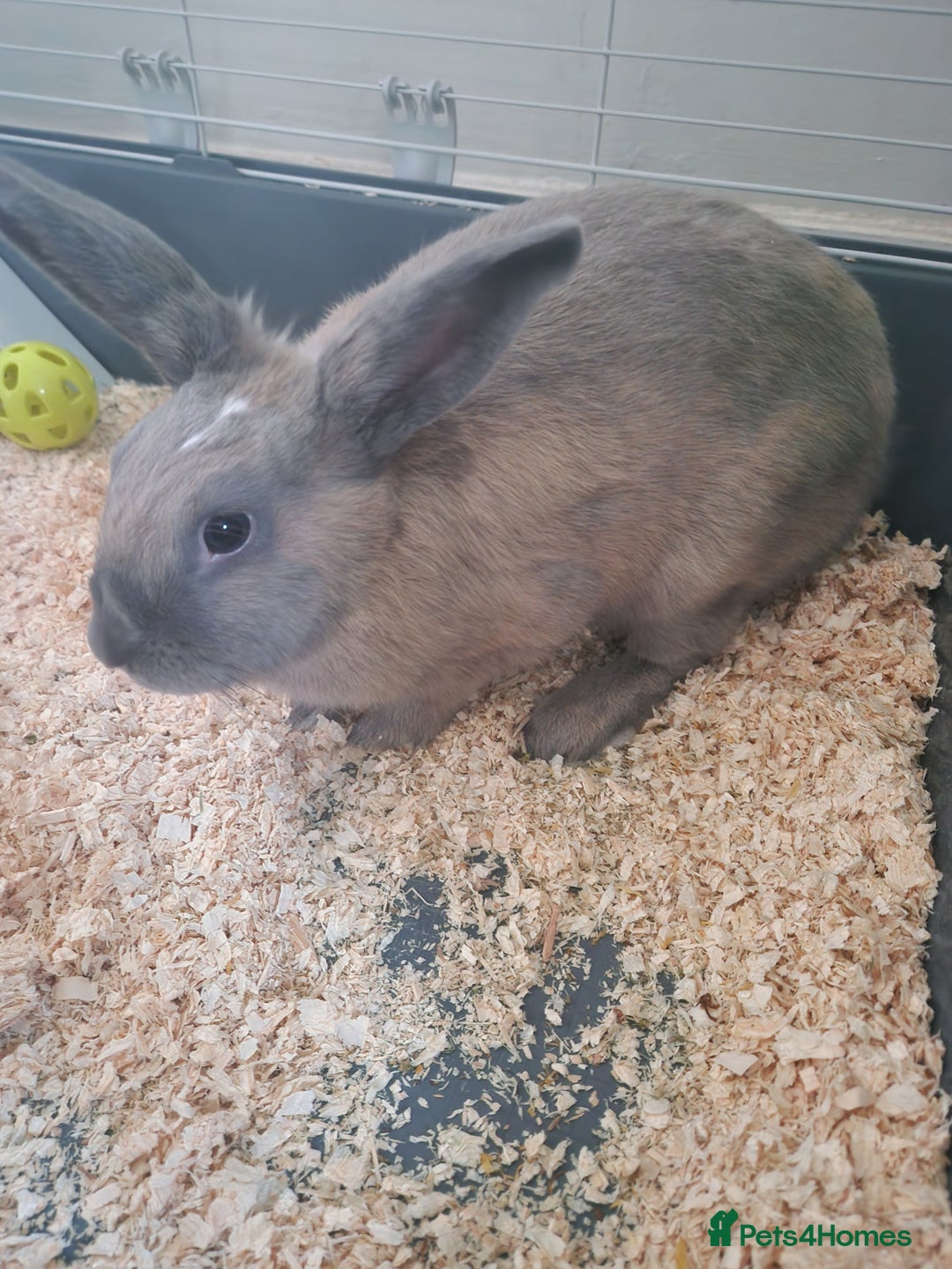 Rex rabbits for sale: Rex rabbit elsa - Advert 1