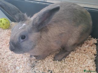 Rex rabbits Rex rabbit elsa - Advert 1