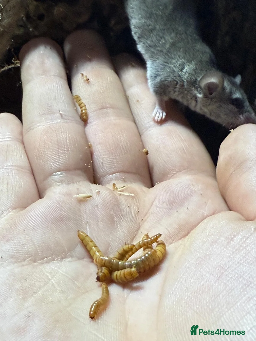 Mouse rodents for sale: Micro squirrels (African Pygmy dormice) in Grimsby - Advert 5