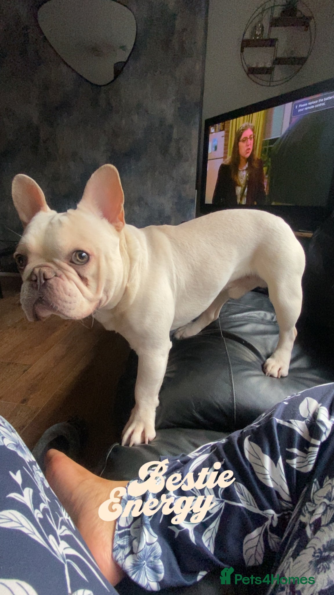 French Bulldog dogs Male French Bulldog For Rehoming (Mylo) 🐾 - Advert 2