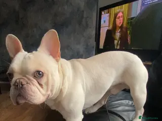 French Bulldog dogs Male French Bulldog For Rehoming (Mylo) 🐾 - Advert 2