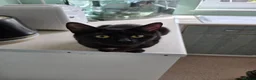 British Shorthair cats for sale: Kittens  - Advert 13