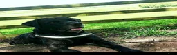 Labrador Retriever dogs for sale: Old boy looking for forever home. - Advert 3