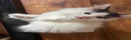 Mixed Breed cats for sale: Gorgeous fluffballs looking for loving homes - Advert 15