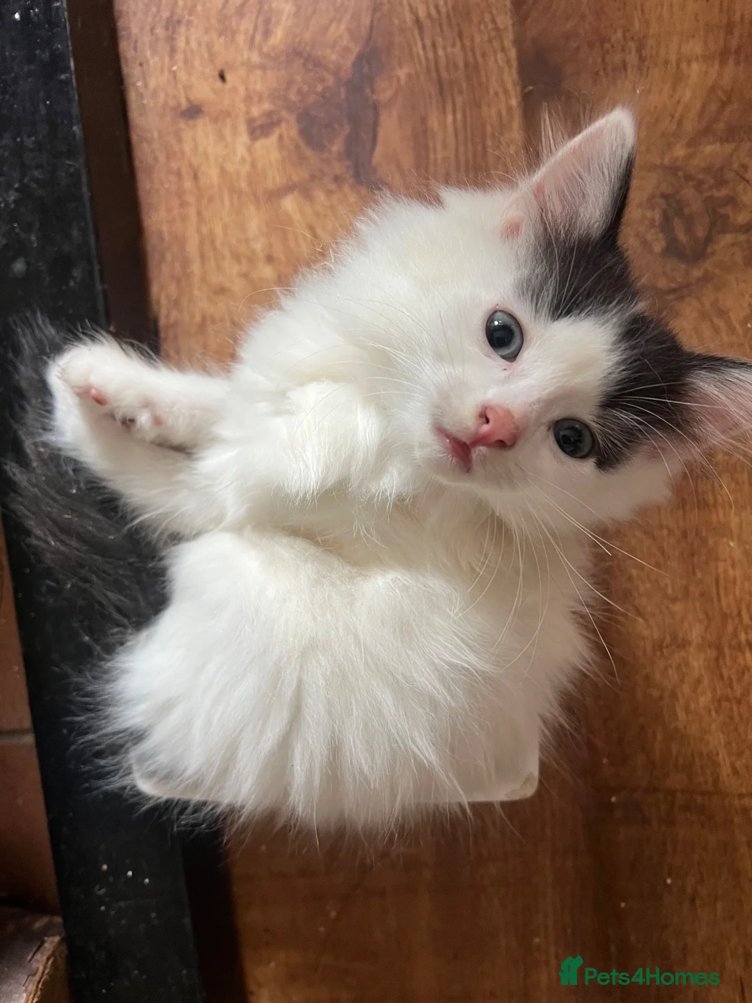 Mixed Breed cats for sale: Gorgeous fluffballs looking for loving homes - Advert 15