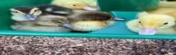 Ducks poultry for sale: Beautiful friendly Ducklings - Advert 4