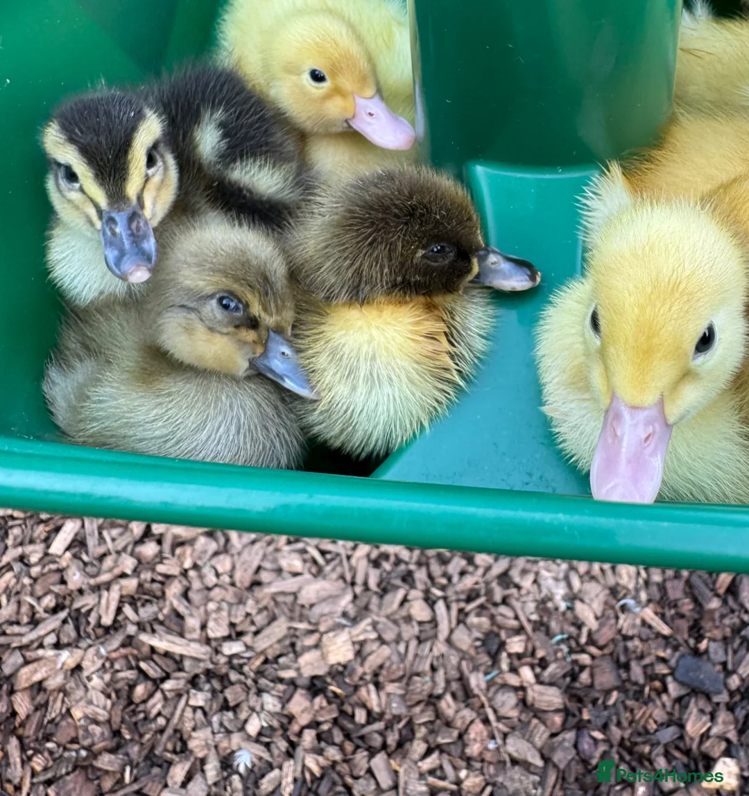 Ducks poultry for sale: Beautiful friendly Ducklings - Advert 4