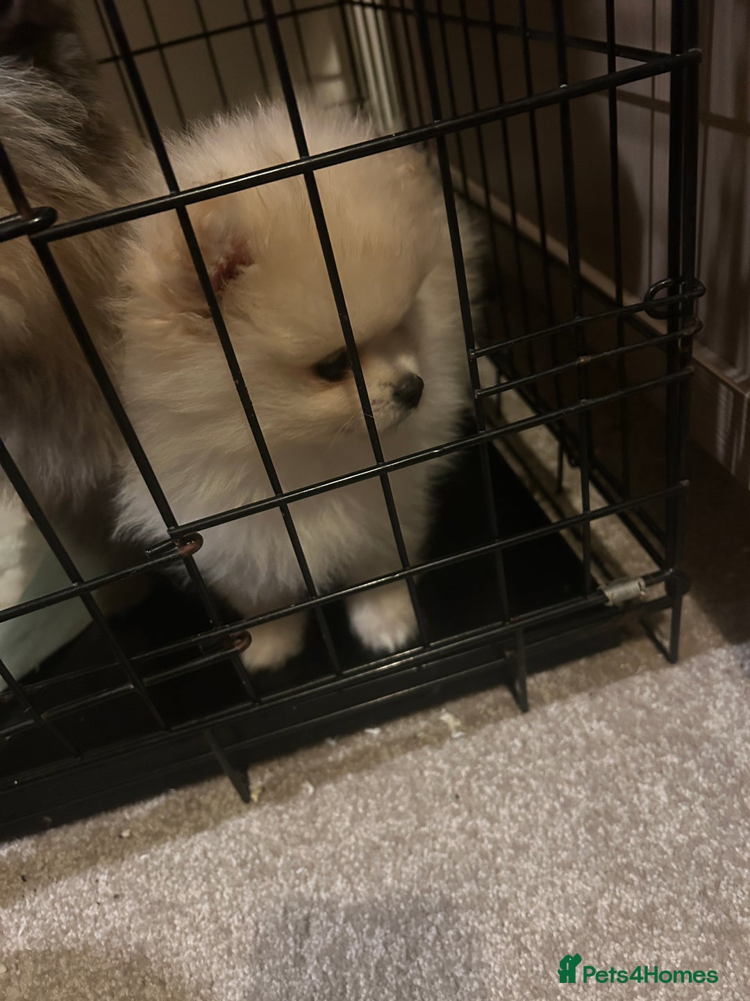 Pomeranian dogs for sale: Ready now***tiny teddy faced Pomeranian baby’s.  - Advert 20