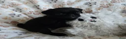 Pug dogs for sale:  2 PUG PUPPIES remain! K. C. registered - Advert 1