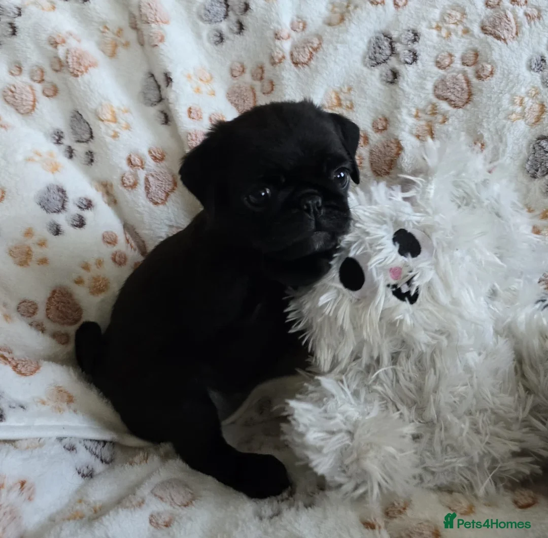 Pug dogs for sale:  2 PUG PUPPIES remain! K. C. registered - Advert 1