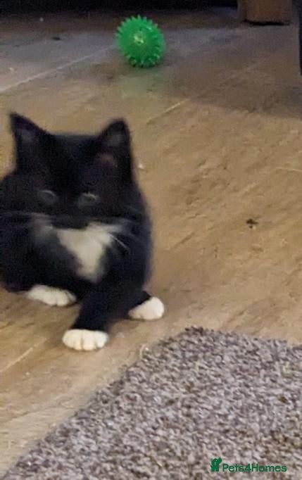 Mixed Breed cats Beautiful Fluffy kittens. Quarter Ragdoll  - Advert 15