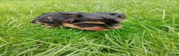 Yorkshire Terrier dogs for sale: 3 lovely little Boys - Advert 11