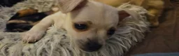 Mixed Breed dogs for sale: Bichon Frise x Chihuahua Puppies – 2 Girls & 1 Boy in Livingston - Advert 12