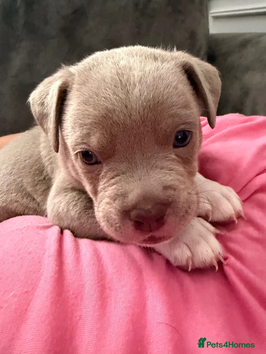 Mixed Breed dogs for sale: Bull staffy puppies - Advert 2