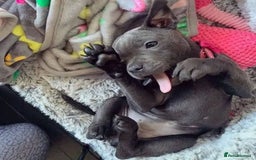 Staffordshire Bull Terrier dogs for sale: Staffordshire bullterrie puppies  - Image 8