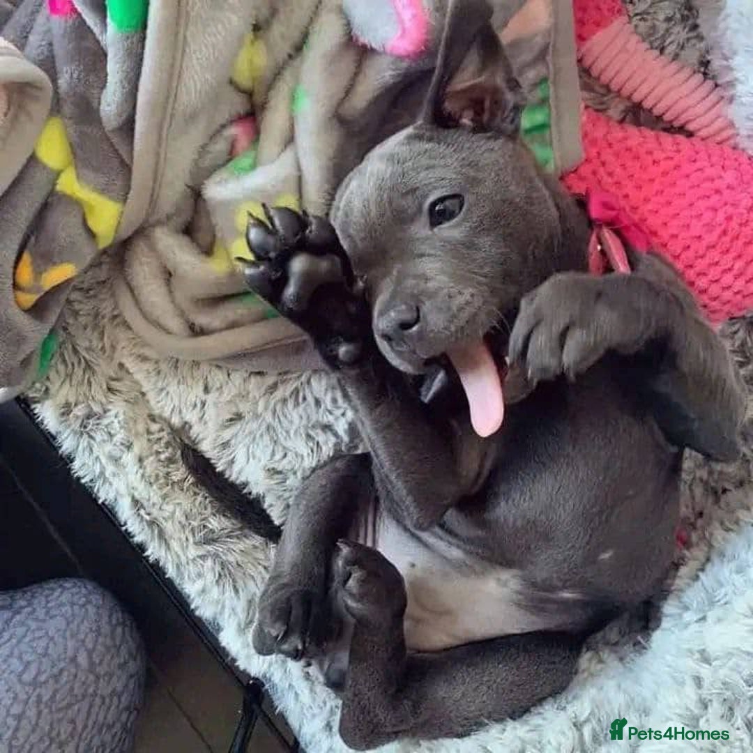 Staffordshire Bull Terrier dogs for sale: Staffordshire bullterrie puppies  - Image 8