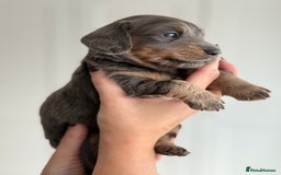 Miniature Dachshund dogs for sale: Kc reg Miniature Dachshund Puppies 🐶 💕 - Image 1