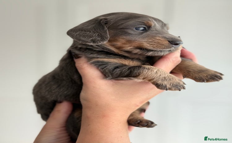 Miniature Dachshund dogs - Advert 2