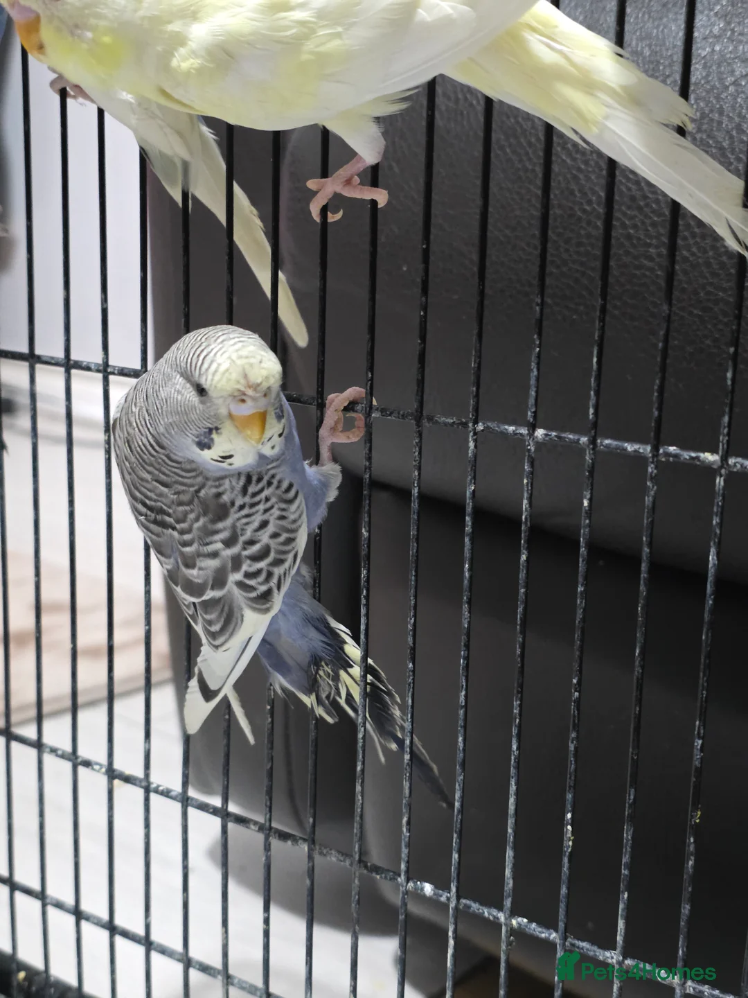 Budgerigars birds for sale: Hand tamed baby budgies for sale  - Advert 15