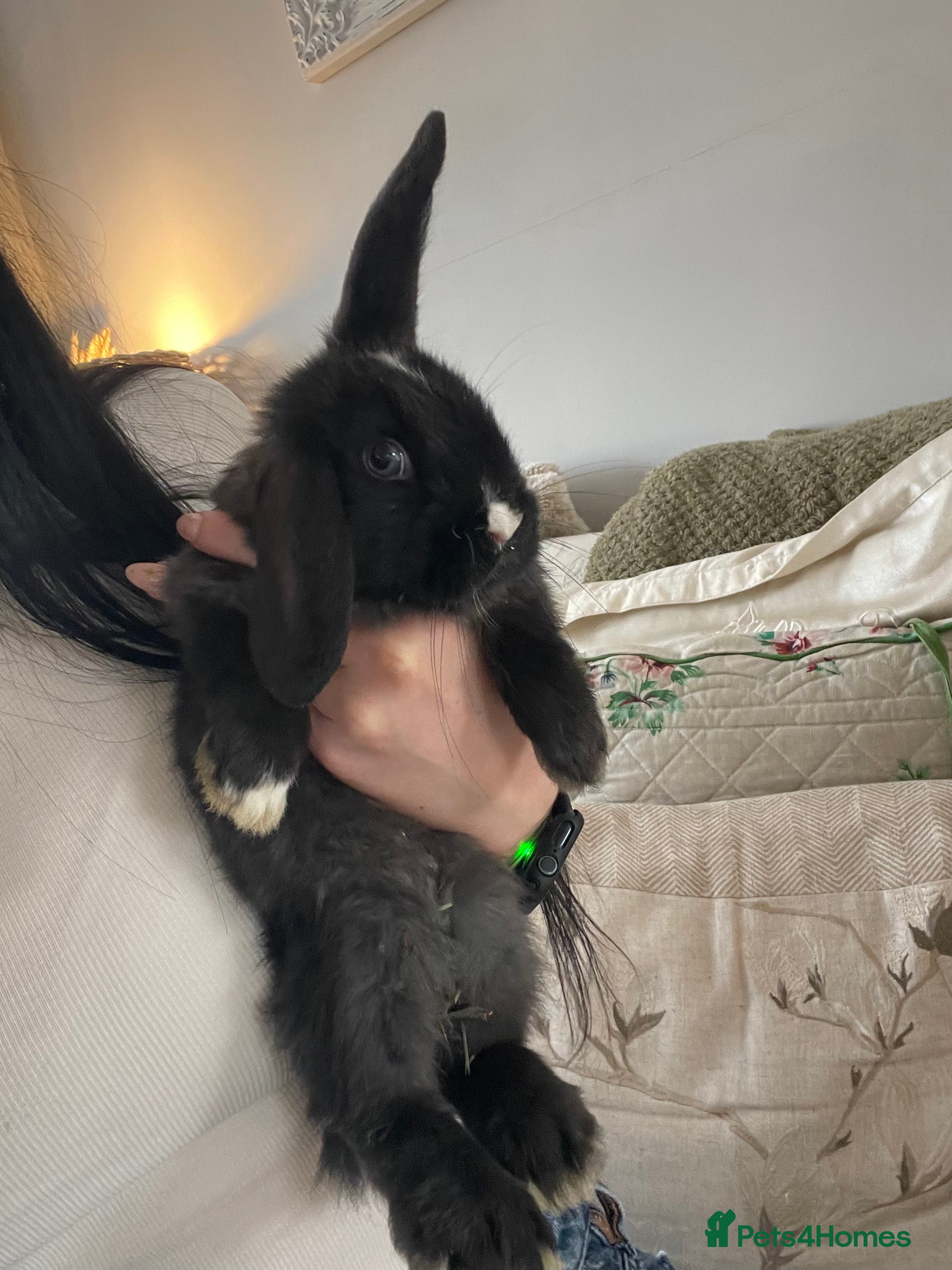 Mini Lop rabbits Baby Mini Lop Bunny For Sale - Advert 16