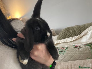 Mini Lop rabbits Baby Mini Lop Bunny For Sale - Advert 12
