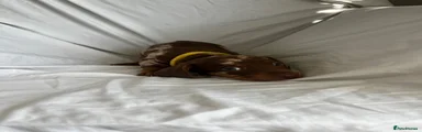 Dachshund 2