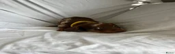 Dachshund dogs for sale: Mini dachshund puppy’s ready to leave  - Advert 8