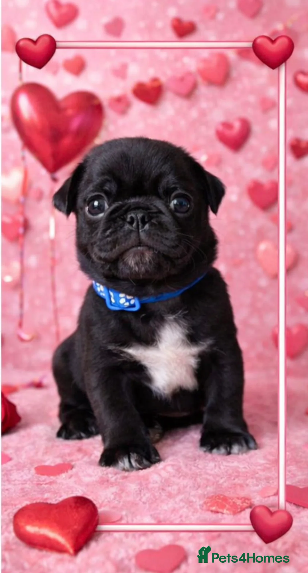 Pug dogs for sale: 3 Black Pug Pups  - Advert 2
